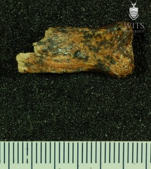 STW 29 Australopithecus africanus hand phalanx palmar