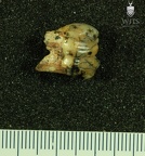 STW 309 Australopithecus africanus LRM1 buccal