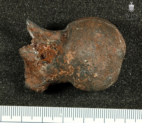 STW 311 Australopithecus africanus FEMR posterior