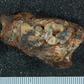 STW_313_Australopithecus_africanus_partial_mandible_superior.JPG