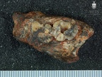 STW 313 Australopithecus africanus partial mandible superior