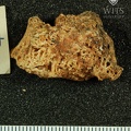STW 314 Australopithecus africanus mandibular fragment 1