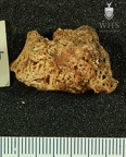 STW 314 Australopithecus africanus mandibular fragment 1