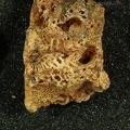 STW 314 Australopithecus africanus mandibular fragment 2