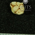 STW 315 Australopithecus africanus LLDM2 occlusal