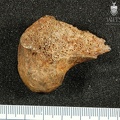 STW 318 Australopithecus africanus FEMR 1