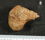 STW 318 Australopithecus africanus FEMR 1