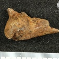 STW 318 Australopithecus africanus FEMR 2