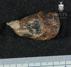 STW 31 A. africanus left femur head