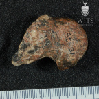 STW 31 Australopithecus africanus FEMR 2