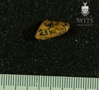 STW 323 Australopithecus africanus view 1 3