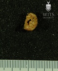 STW 323 Australopithecus africanus view 2 4