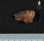 STW 325 Australopithecus africanus ULM3 lingual