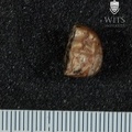 STW 325 Australopithecus africanus ULM3 occlsaul