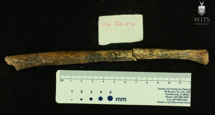 STW 326abc Australopithecus africanus ULNR anteromedial
