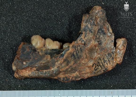 STW 327 Australopithecus africanus partial mandible lateral
