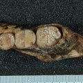 STW_327_Australopithecus_africanus_partial_mandible_superior.JPG