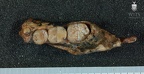STW 327 Australopithecus africanus partial mandible superior
