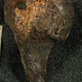 STW 328 Australopithecus africanus HUMR anterior