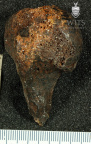 STW 328 Australopithecus africanus HUMR anterior