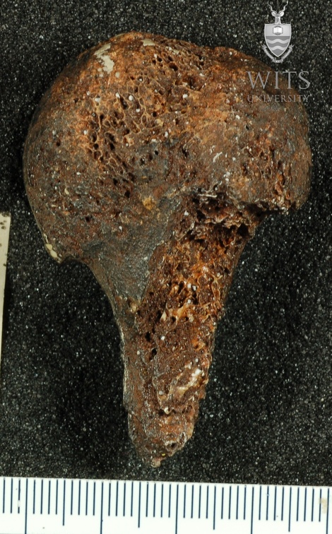 STW 328 Australopithecus africanus HUMR posterior