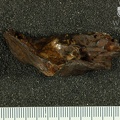 STW 329 Australopithecus africanus TMPR