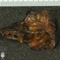 STW 329 Australopithecus africanus TMPR medial