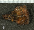 STW 329 Australopithecus africanus TMPR medial