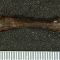 STW 330 Australopithecus africanus MC4L palmar 2