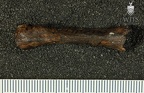 STW 330 Australopithecus africanus MC4L palmar 2