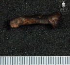 STW 331 Australopithecus africanus proximal phalanx