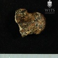 Stw 347 Australopithecus africanus left talus 1