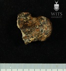 Stw 347 Australopithecus africanus left talus 1
