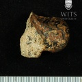 Stw 347 Australopithecus africanus left talus 2