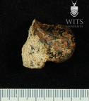 Stw 347 Australopithecus africanus left talus 2