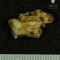 STW 353 Australopithecus africanus LRM3 buccal