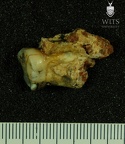 STW 353 Australopithecus africanus LRM3 buccal