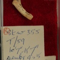 STW_355_Australopithecus_africanus_proximal_foot_phalanx.JPG