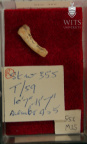 STW 355 Australopithecus africanus proximal foot phalanx