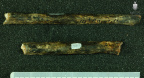 STW 356 Australopithecus africanus fibula