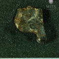 STW 358 Australopithecus africanus TIBL posterior
