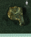 STW 358 Australopithecus africanus TIBL posterior