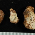 STW 363 Australopithecus africanus TTALL 1