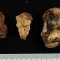 STW 363 Australopithecus africanus TTALL 2