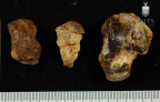 STW 363 Australopithecus africanus TTALL 2