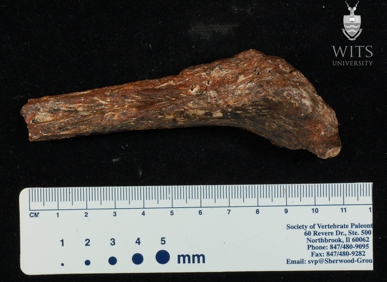 STW 367 Australopithecus africanus FEMR 1
