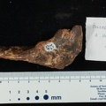 STW_367_Australopithecus_africanus_FEMR_2.JPG