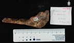 STW 367 Australopithecus africanus FEMR 2