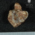 STW 36 Australopithecus africanus partial maxilla inferior