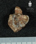 STW 36 A. africanus partial maxilla